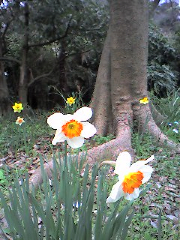 daffodiles_resize.jpg